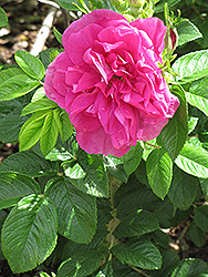 Hansa Rose (Rosa 'Hansa') at Parkland Garden Centre