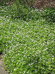 Sweet Woodruff (Galium odoratum) at Parkland Garden Centre