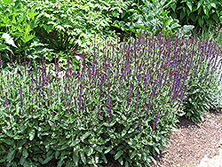 Caradonna Sage (Salvia nemorosa 'Caradonna') at Parkland Garden Centre