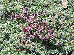 Wooly Thyme (Thymus pseudolanuginosis) at Parkland Garden Centre