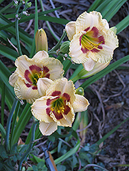 Canadian Border Patrol Daylily (Hemerocallis 'Canadian Border Patrol') at Parkland Garden Centre