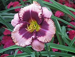 Daring Deception Daylily (Hemerocallis 'Daring Deception') at Parkland Garden Centre