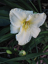 Sunday Gloves Daylily (Hemerocallis 'Sunday Gloves') at Parkland Garden Centre