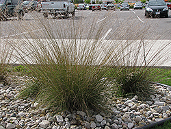 Prairie Dropseed (Sporobolus heterolepis) at Parkland Garden Centre