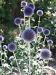 Platinum Blue Globe Thistle (Echinops ritro 'Platinum Blue') at Parkland Garden Centre