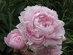 Double Pink Peony (Paeonia 'Double Pink') at Parkland Garden Centre