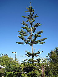 Norfolk Island Pine (Araucaria heterophylla) at Parkland Garden Centre
