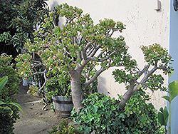 Jade Plant (Crassula ovata) at Parkland Garden Centre