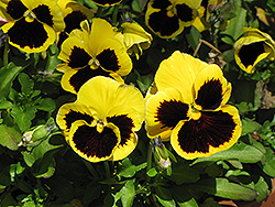 Delta Yellow With Blotch Pansy (Viola x wittrockiana 'Delta Yellow With Blotch') at Parkland Garden Centre