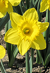 King Alfred Daffodil (Narcissus 'King Alfred') at Parkland Garden Centre