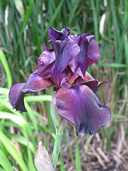 Superstition Iris (Iris 'Superstition') at Parkland Garden Centre