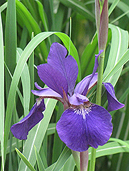 Caesar's Brother Siberian Iris (Iris sibirica 'Caesar's Brother') at Parkland Garden Centre
