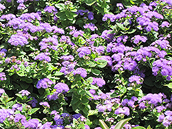 Hawaii Blue Flossflower (Ageratum 'Hawaii Blue') at Parkland Garden Centre