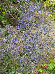Sapphire Blue Sea Holly (Eryngium 'Sapphire Blue') at Parkland Garden Centre