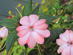 SunPatiens Compact Blush Pink New Guinea Impatiens (Impatiens 'SakimP013') at Parkland Garden Centre