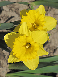 Dutch Master Daffodil (Narcissus 'Dutch Master') at Parkland Garden Centre