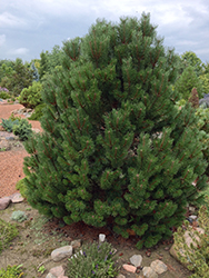 Fastigiate Mugo Pine (Pinus mugo 'Fastigiata') at Parkland Garden Centre