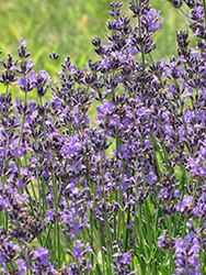 English Lavender (Lavandula angustifolia) at Parkland Garden Centre