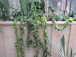 Hindu Rope Plant (Hoya carnosa 'Compacta') at Parkland Garden Centre