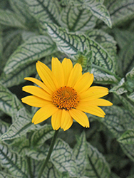 Loraine Sunshine False Sunflower (Heliopsis helianthoides 'Loraine Sunshine') at Parkland Garden Centre