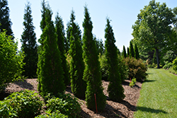 Thin Man Arborvitae (Thuja occidentalis 'SMTOTM') at Parkland Garden Centre