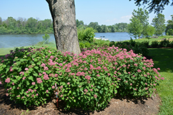 Invincibelle Garnetta Smooth Hydrangea (Hydrangea arborescens 'NCHA6') at Parkland Garden Centre