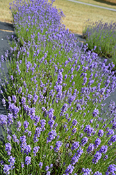 Hidcote Blue Lavender (Lavandula angustifolia 'Hidcote Blue') at Parkland Garden Centre