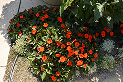 SunPatiens Compact Orange New Guinea Impatiens (Impatiens 'SakimP011') at Parkland Garden Centre
