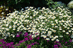Pure White Butterfly Marguerite Daisy (Argyranthemum frutescens 'G14420') at Parkland Garden Centre