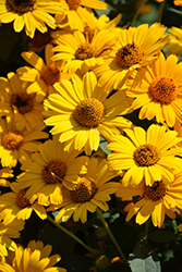 Tuscan Sun False Sunflower (Heliopsis helianthoides 'Tuscan Sun') at Parkland Garden Centre