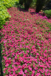 Supertunia Vista Fuchsia Petunia (Petunia 'Supertunia Vista Fuchsia') at Parkland Garden Centre