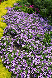 Supertunia Bordeaux Petunia (Petunia 'Supertunia Bordeaux') at Parkland Garden Centre