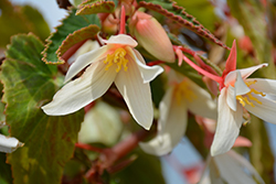 Bossa Nova Pure White Begonia (Begonia boliviensis 'Bossa Nova Pure White') at Parkland Garden Centre
