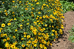 Summer Nights False Sunflower (Heliopsis helianthoides 'Summer Nights') at Parkland Garden Centre