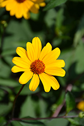 Summer Nights False Sunflower (Heliopsis helianthoides 'Summer Nights') at Parkland Garden Centre