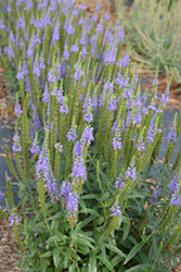 Moody Blues Sky Blue Speedwell (Veronica 'Novaversky') at Parkland Garden Centre