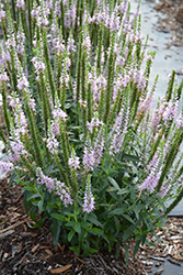 Moody Blues Pink Speedwell (Veronica 'Novaverpin') at Parkland Garden Centre