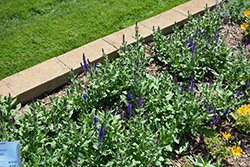 Lyrical Blues Meadow Sage (Salvia nemorosa 'Balyriclu') at Parkland Garden Centre