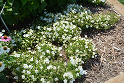 Rapido White Bellflower (Campanula carpatica 'Rapido White') at Parkland Garden Centre