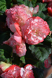 Nonstop Rose Petticoat Begonia (Begonia 'Nonstop Rose Petticoat') at Parkland Garden Centre