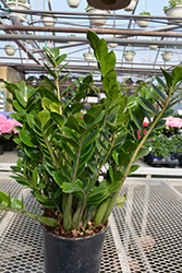 ZZ Plant (Zamioculcas zamiifolia) at Parkland Garden Centre
