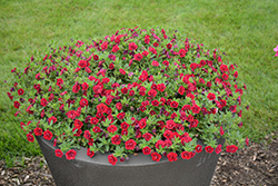 Superbells Double Ruby Calibrachoa (Calibrachoa 'USCAL83901') at Parkland Garden Centre