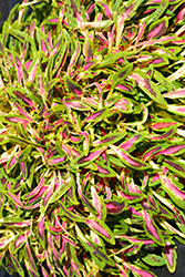 Fancy Feathers Pink Coleus (Solenostemon scutellarioides 'Fancy Feathers Pink') at Parkland Garden Centre