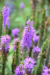 Moody Blues Mauve Speedwell (Veronica 'Novavermau') at Parkland Garden Centre