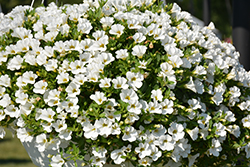Superbells White Calibrachoa (Calibrachoa 'Balcal14141') at Parkland Garden Centre
