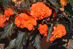 Nonstop Mocca Bright Orange Begonia (Begonia 'Nonstop Mocca Bright Orange') at Parkland Garden Centre