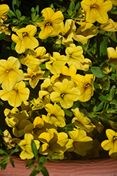 Kabloom Yellow Calibrachoa (Calibrachoa 'PAS1020308') at Parkland Garden Centre