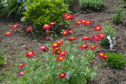 Robinson's Red Painted Daisy (Tanacetum coccineum 'Robinson's Red') at Parkland Garden Centre