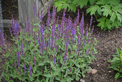 Caradonna Sage (Salvia nemorosa 'Caradonna') at Parkland Garden Centre