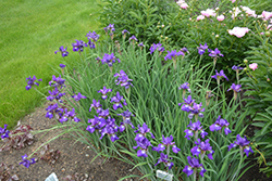 Ruffled Velvet Iris (Iris sibirica 'Ruffled Velvet') at Parkland Garden Centre